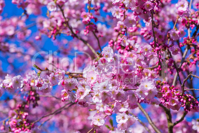 Snow cherry blossoms