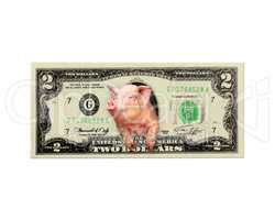 pig looks out of two dollars instead the American president isolated