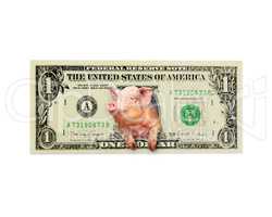 pig looks out of one dollar instead the American president isolated