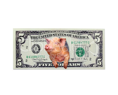 pig looks out of five dollars instead the American president isolated