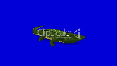 Crocodile Alligator Open his Mouth. Animated Motion Graphic Isolated on Blue Screen