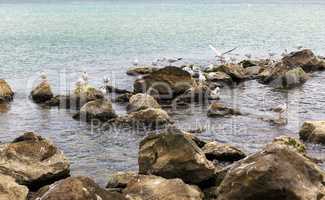 Gulls on the stones