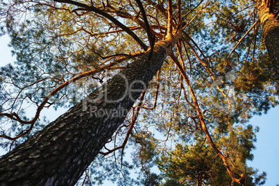 High pine tree