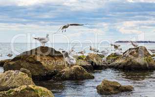 Seagulls on the rocks