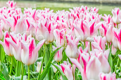 White tulip flowers on the garden