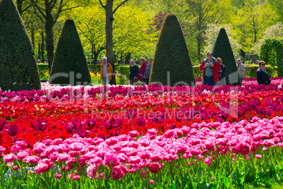 Colorful tulips in the Keukenhof park, Holland