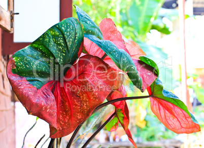 Caladium Leaf