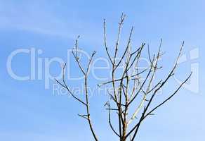 Leafless tree branches on blue sky background