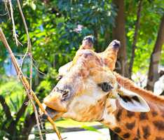 Giraffe eating twigs