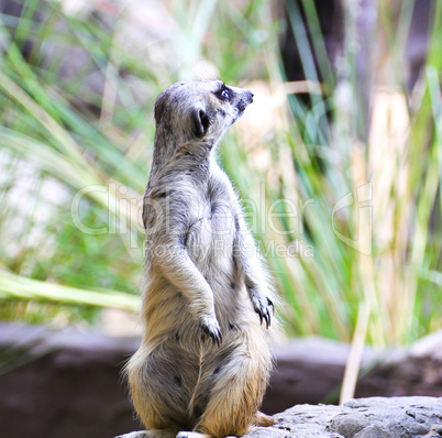 Meerkat in the zoo