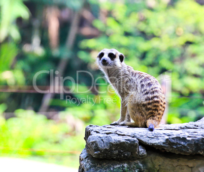 Meerkat in the zoo