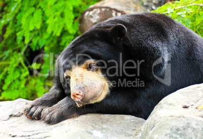 Malayan Sun Bear sleeping.