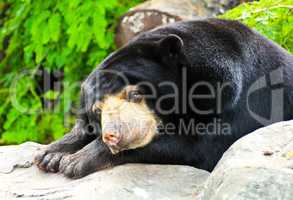 Malayan Sun Bear sleeping.