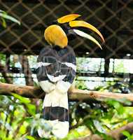 Rhinoceros hornbill in the cage