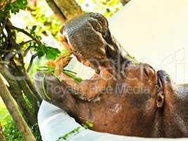 Hippopotamus eating vegetable in a zoo