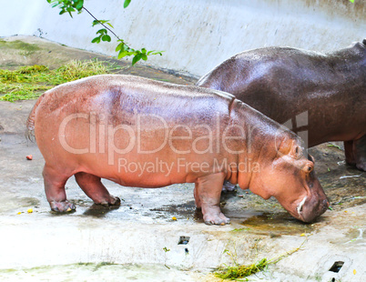 Hippopotamus standing on ground floor.