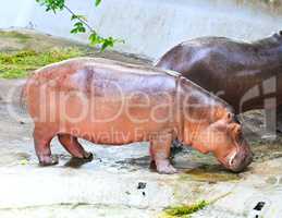 Hippopotamus standing on ground floor.