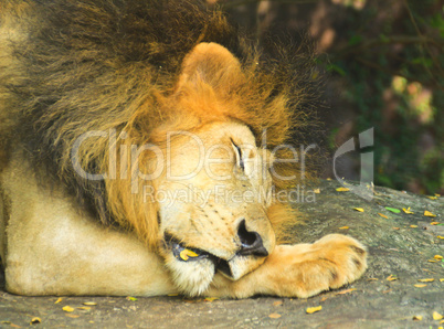 Close up of head of a Male Lion Sleeping in the zoo.