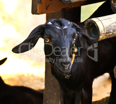 black goat, at a zoo