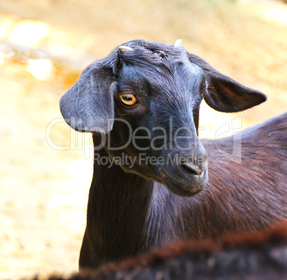 black goat, at a zoo