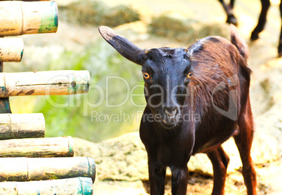 black goat, at a zoo