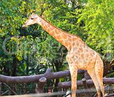 Giraffe standing in a zoo.
