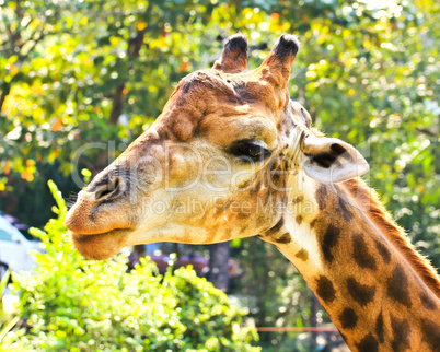 Closeup portrait of giraffe