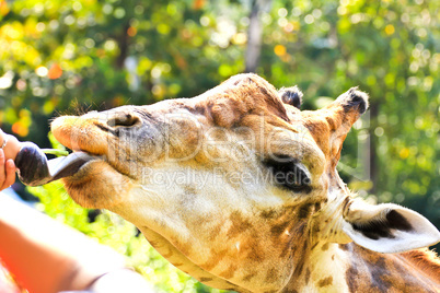 People feed a giraffe in a zoo.