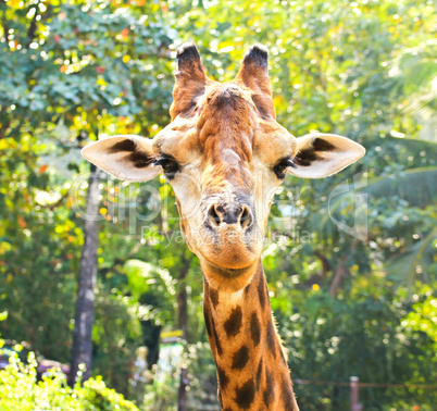 Closeup portrait of giraffe