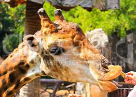 People feed a giraffe in a zoo.