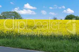 Blühendes  Rapsfeld  mit  blauen Himmel