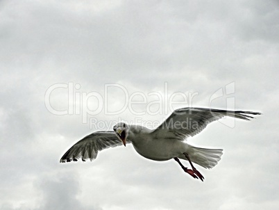 schreiende Möwe im Flug