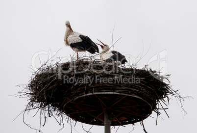 Weißstorch Weißstorch