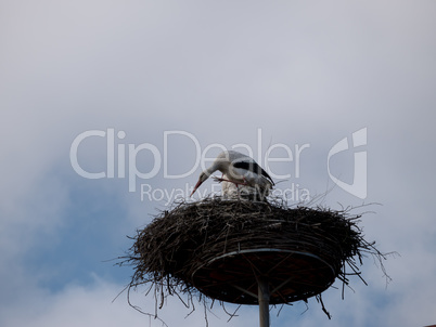 Weißstorch Weißstorch