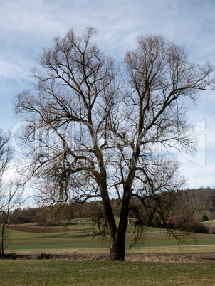 Baum Baum