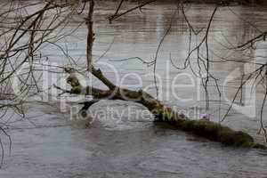 Baum in Donau