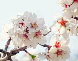 Flowering apricot tree