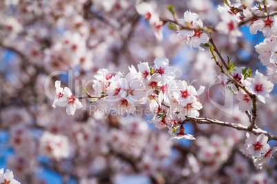 Flowering apricot tree