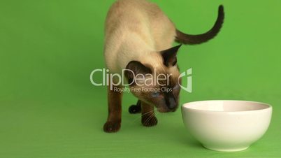 Siamese cat approaching food plate and eating frontal shot