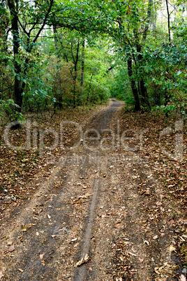 road in the forest