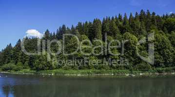 river at the Carpathian forest