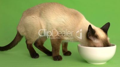 Siamese cat eating from food plate side shot
