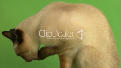 Siamese cat licking herself close up side shot