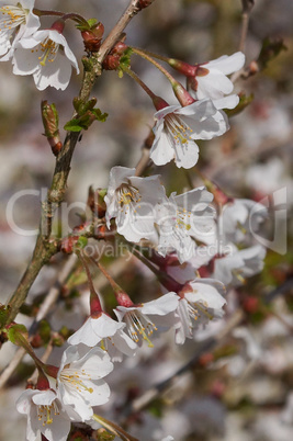 Japanische Zierkirsche Kojou-no-mai, Prunus incisa