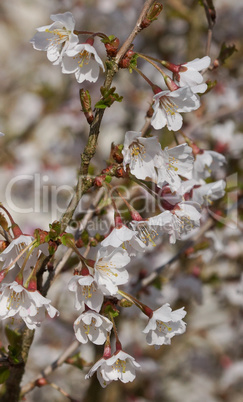 Japanische Zierkirsche Kojou-no-mai, Prunus incisa