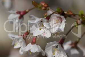 Japanische Zierkirsche Kojou-no-mai, Prunus incisa