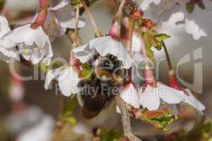 Japanische Zierkirsche Kojou-no-mai, Prunus incisa