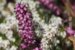 Besenheide, Calluna vulgaris