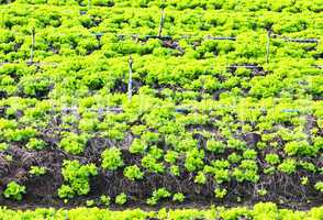 lettuce growing in the soil