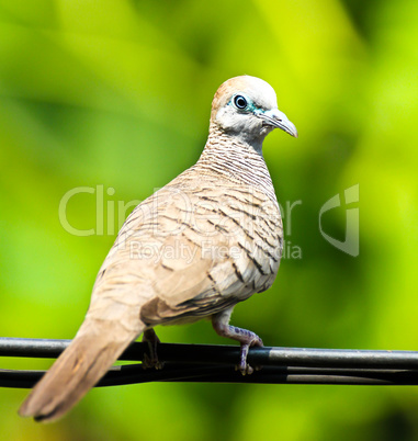Dove on the wire